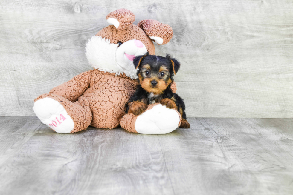 Meet Jeremy - our Yorkshire Terrier Puppy Photo 