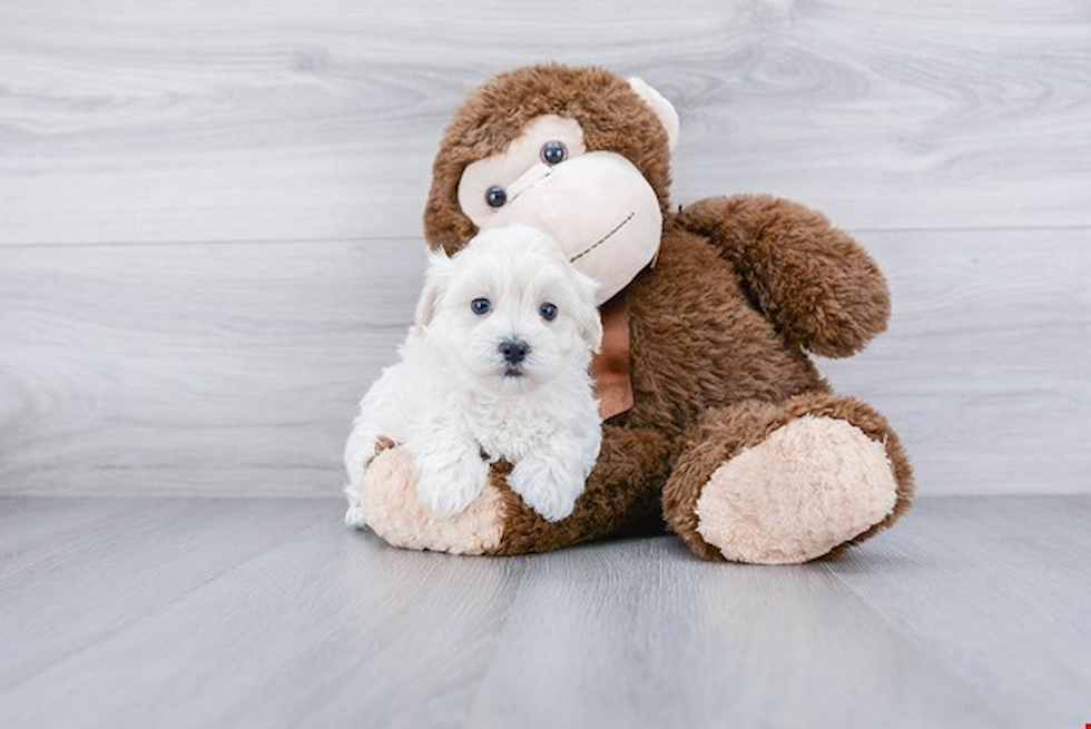 Sweet Maltipoo Baby