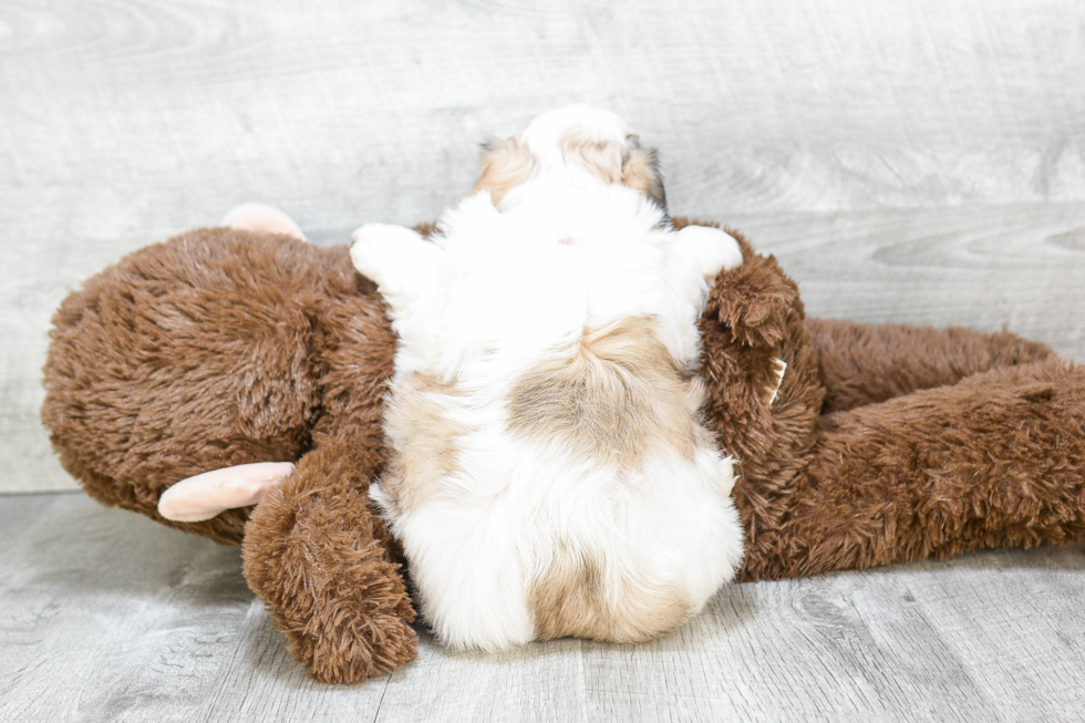 Best Teddy Bear Baby