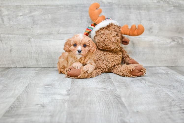 Energetic Cavoodle Poodle Mix Puppy