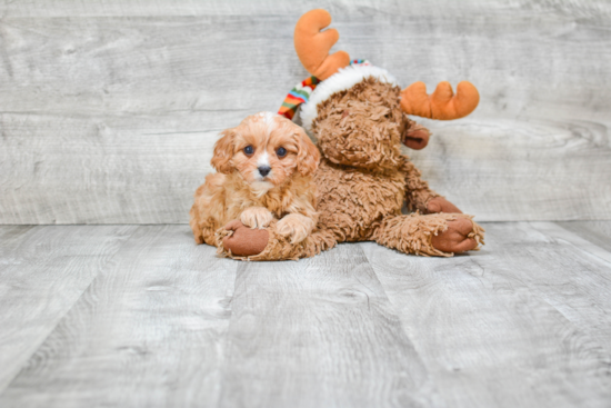 Energetic Cavoodle Poodle Mix Puppy