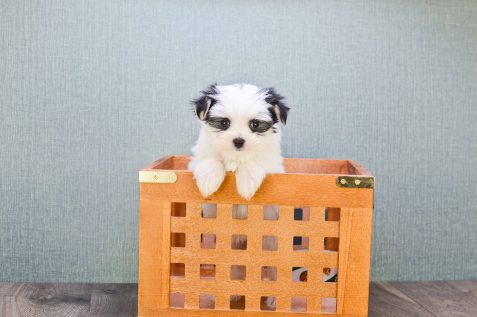 Playful Yorkie Designer Puppy