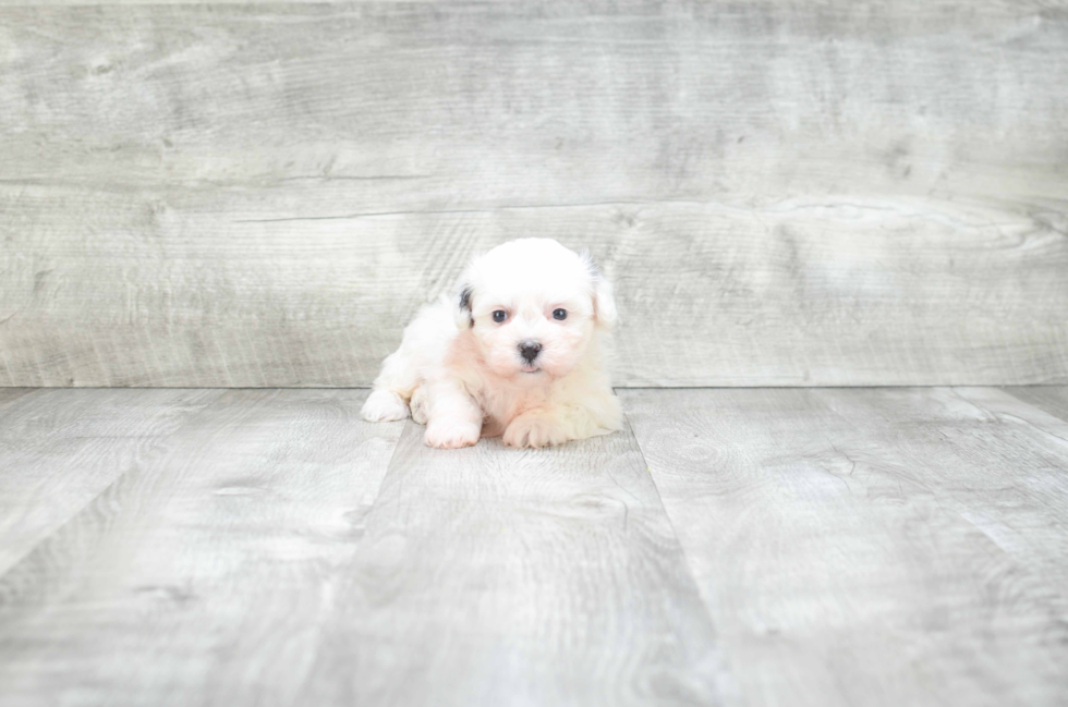 Teddy Bear Pup Being Cute