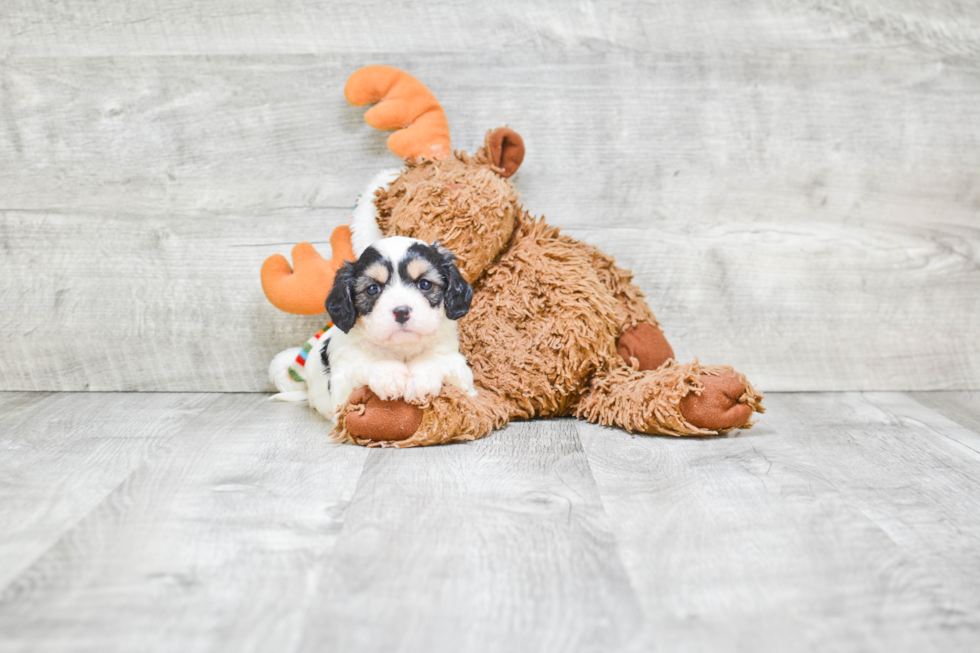 Cavachon Puppy for Adoption