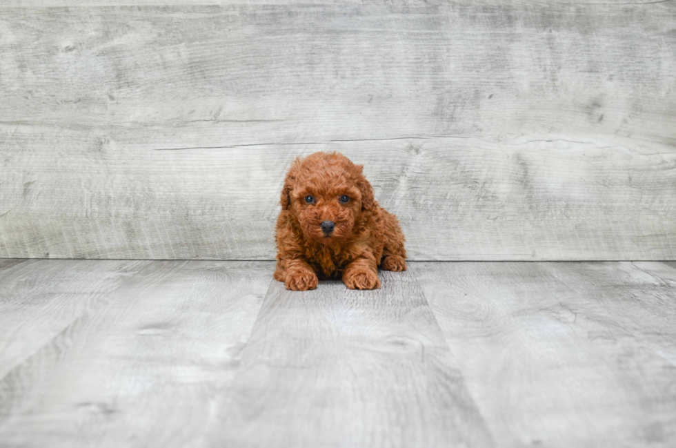 Poodle Puppy for Adoption