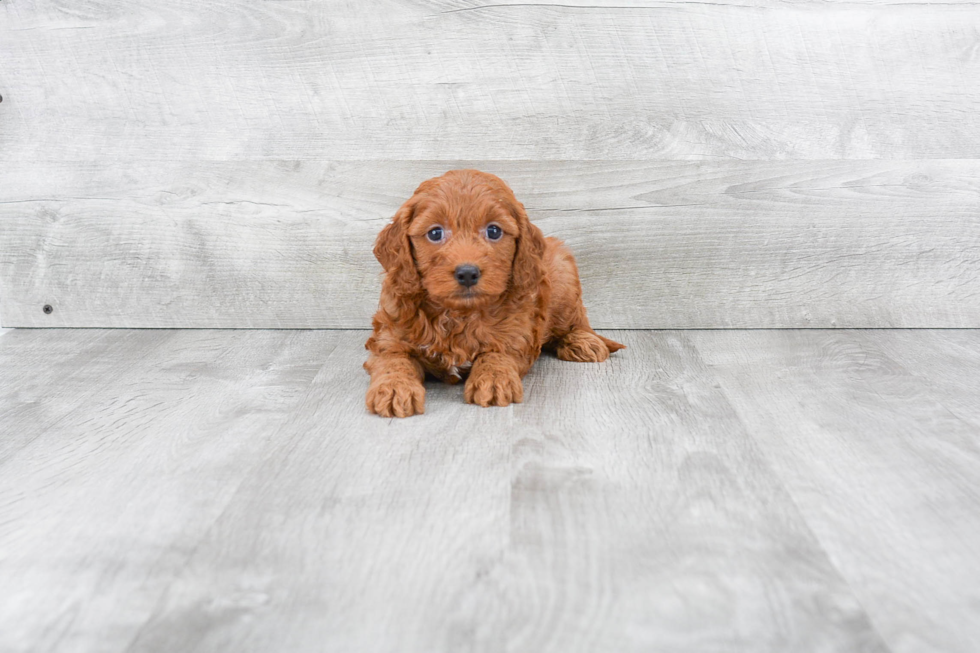 Popular Mini Goldendoodle Poodle Mix Pup