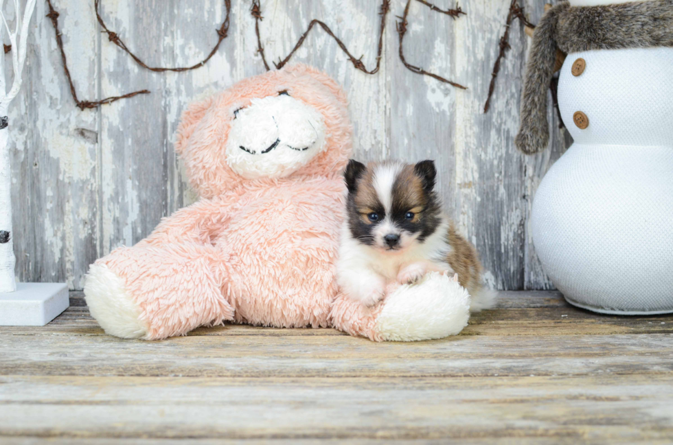 Small Pomeranian Purebred Pup