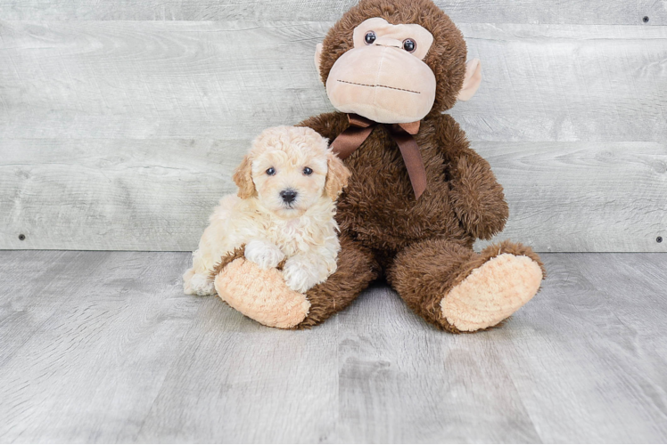 Popular Maltipoo Poodle Mix Pup