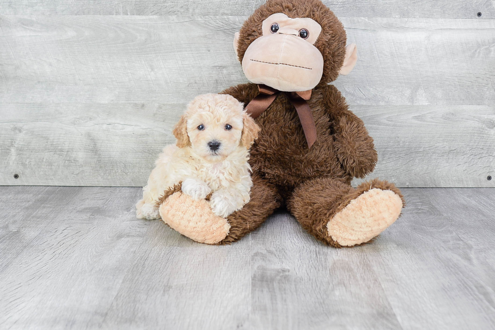 Popular Maltipoo Poodle Mix Pup