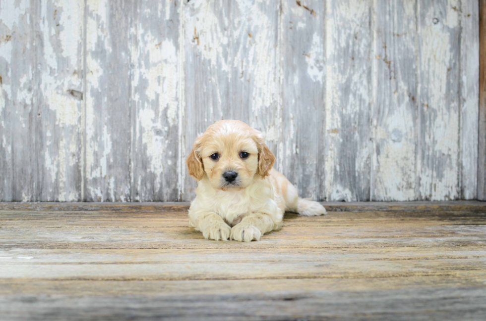 Small Cavapoo Baby