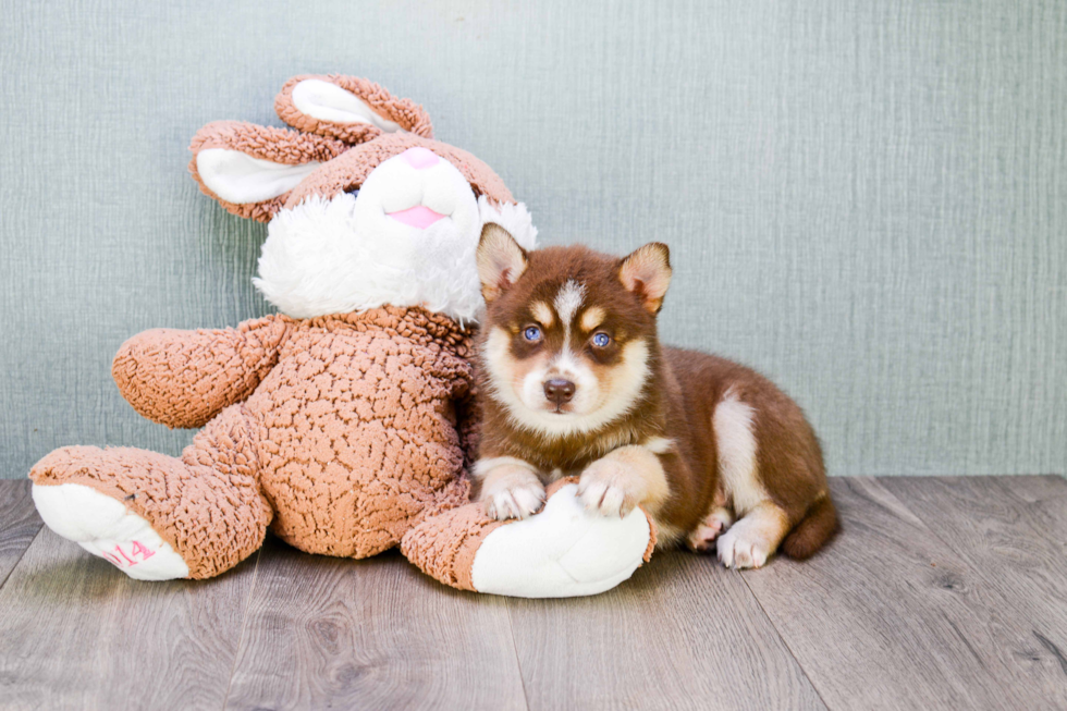 Best Pomsky Baby