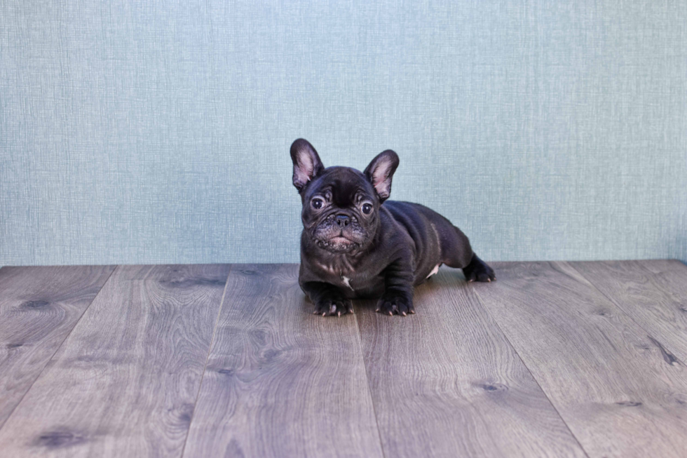 French Bulldog Pup Being Cute