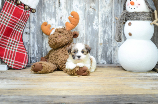 Popular Teddy Bear Designer Pup