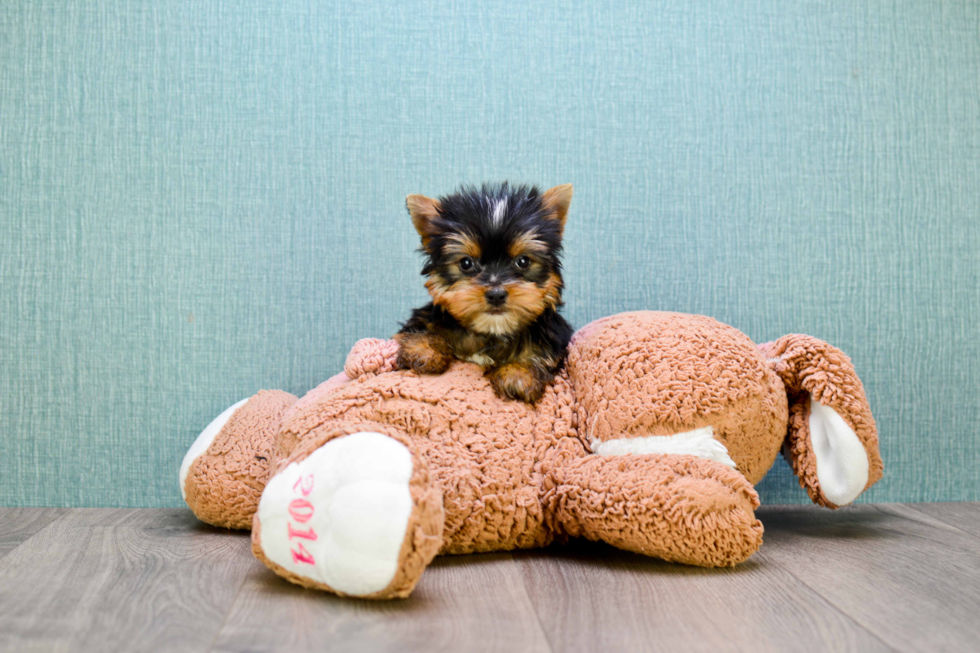 Meet Capone - our Yorkshire Terrier Puppy Photo 