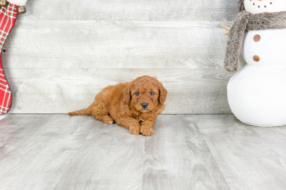 Sweet Mini Goldendoodle Baby