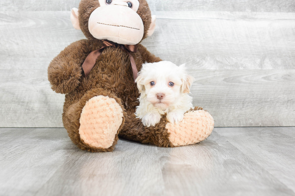 Sweet Havanese Purebred Puppy