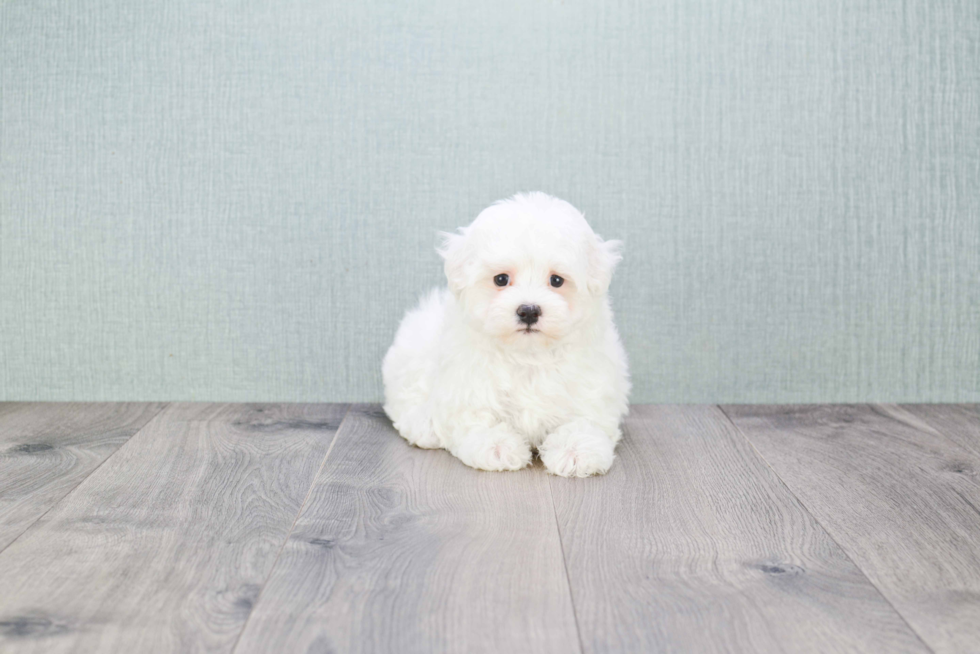 Happy Maltipoo Baby