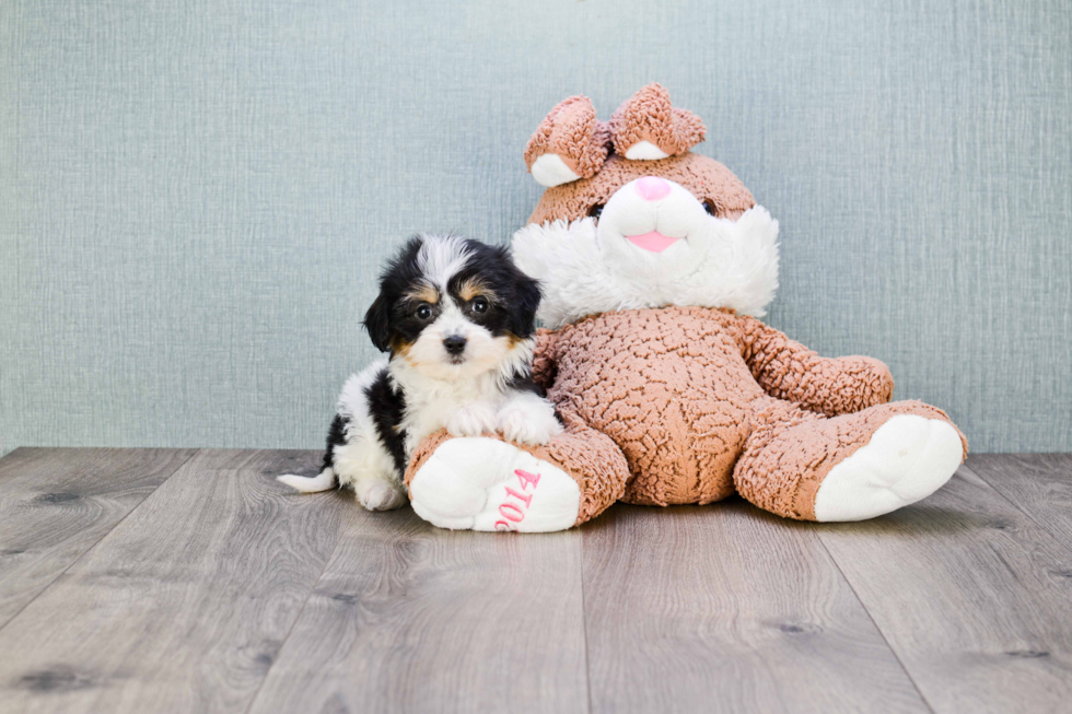 Funny Cavachon Designer Pup