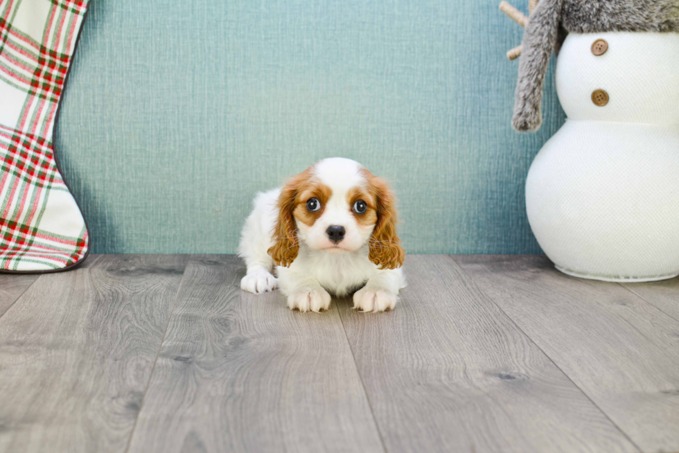 Funny Cavalier King Charles Spaniel Purebred Pup