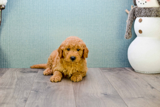 Cute Mini Goldendoodle Baby