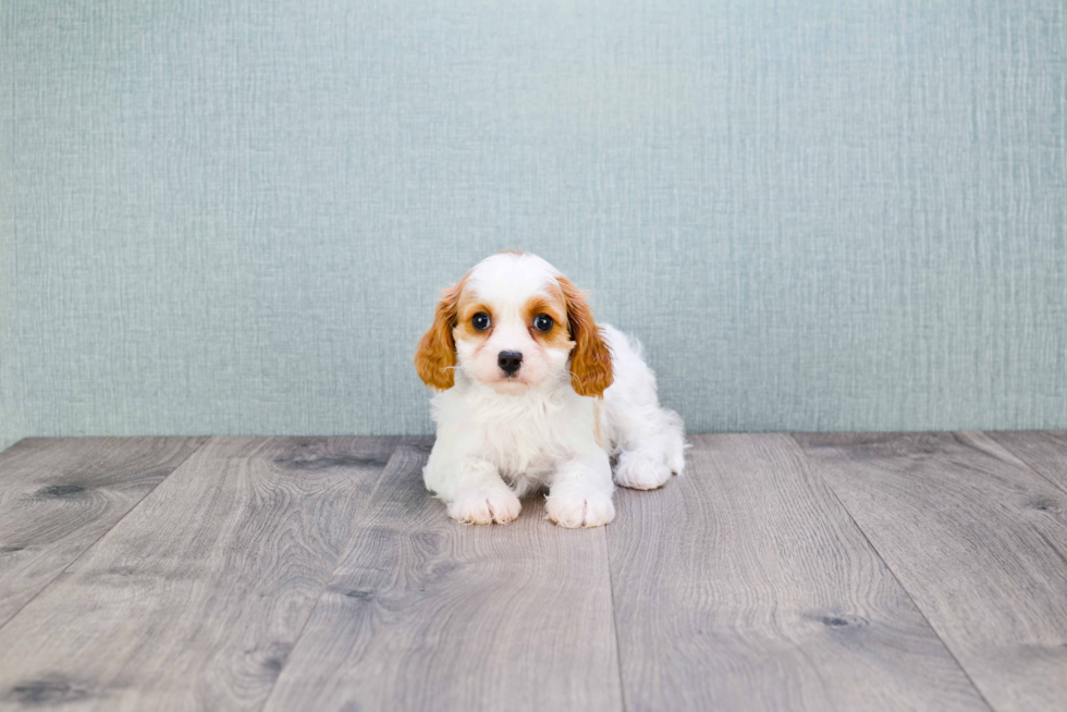 Small Cavalier King Charles Spaniel Purebred Pup