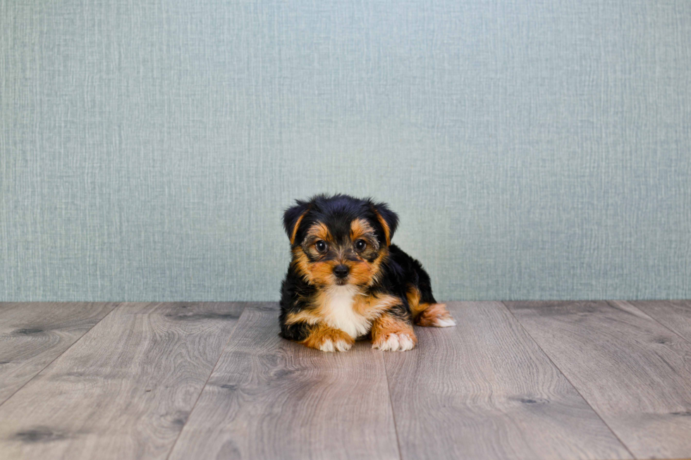 Meet Diddy - our Yorkshire Terrier Puppy Photo 
