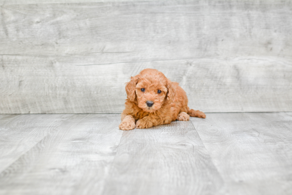 Mini Goldendoodle Pup Being Cute