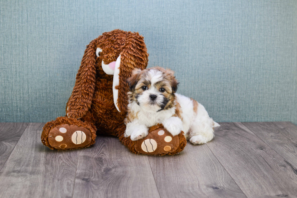 Teddy Bear Pup Being Cute