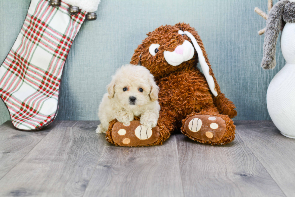 Fluffy Maltipoo Poodle Mix Pup