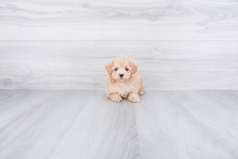 Poodle Pup Being Cute