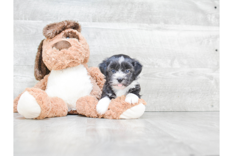 Havanese Puppy for Adoption