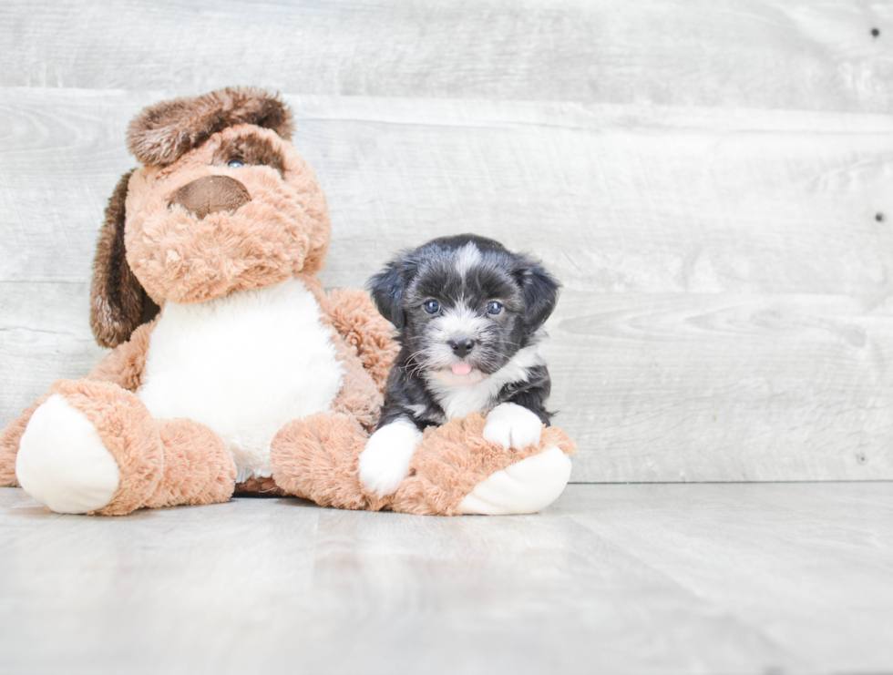 Havanese Puppy for Adoption