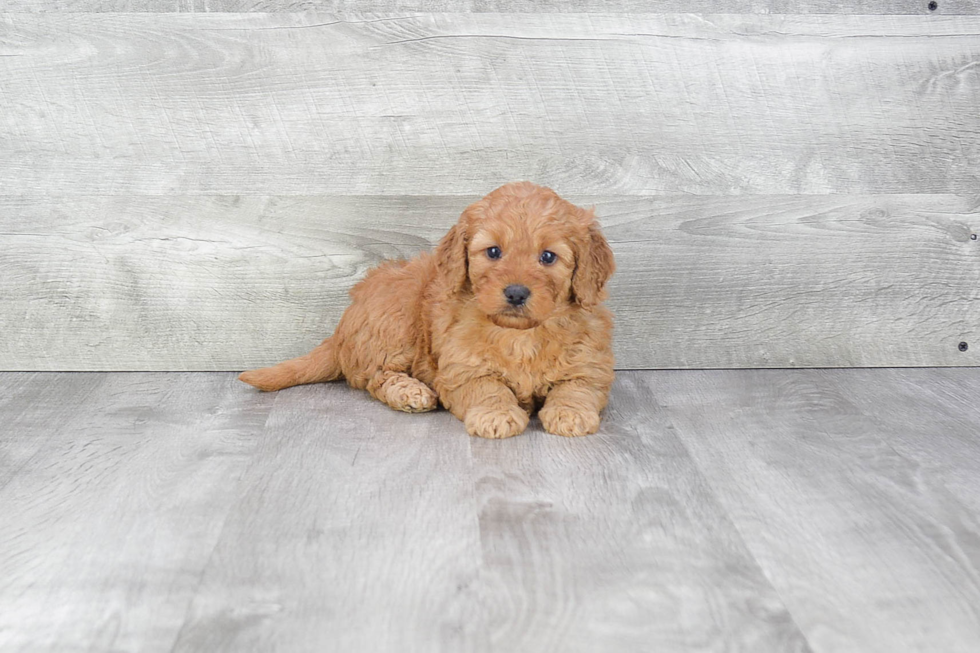 Hypoallergenic Golden Retriever Poodle Mix Puppy