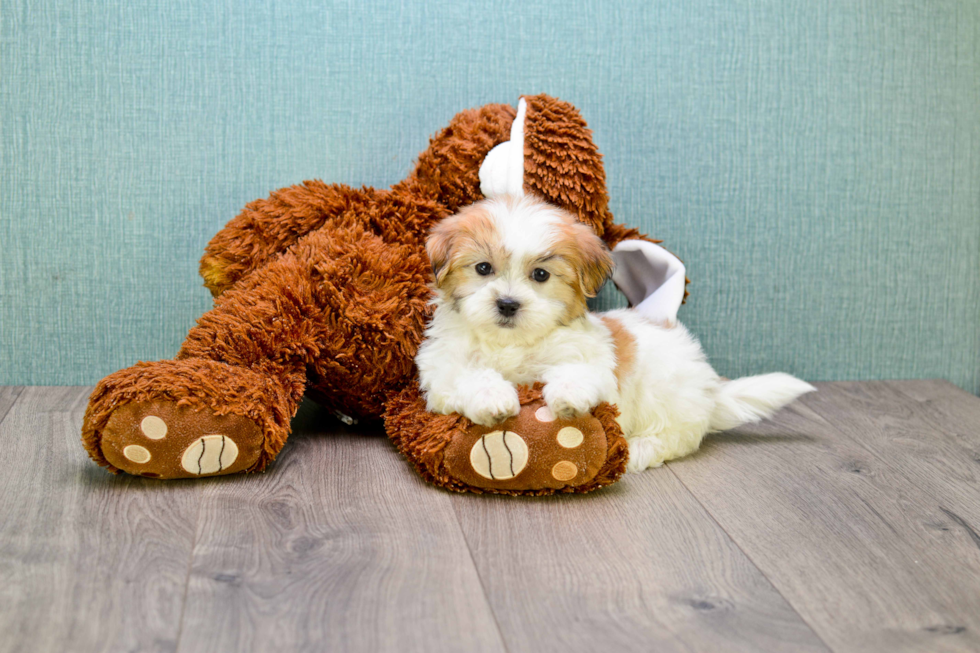 Funny Teddy Bear Designer Pup