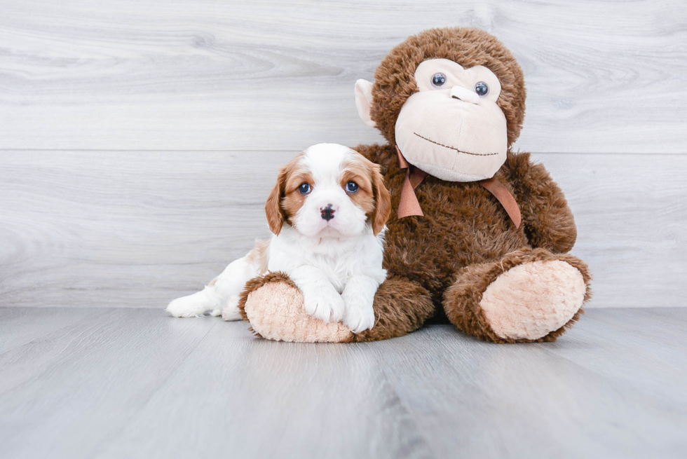 Cute Cavalier King Charles Spaniel Purebred Puppy