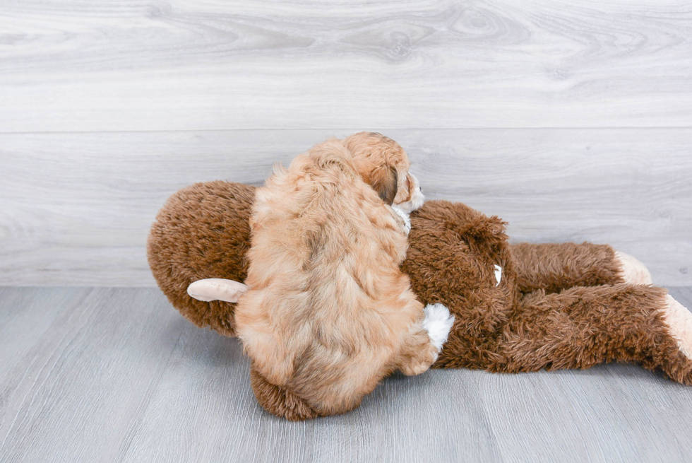 Mini Aussiedoodle Pup Being Cute