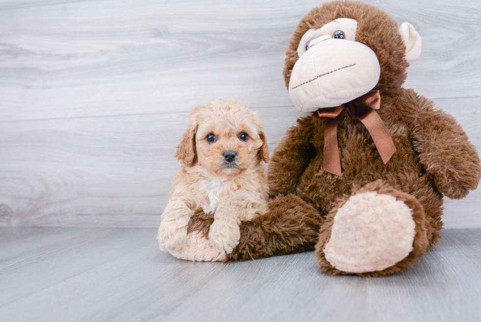 Cavapoo Pup Being Cute