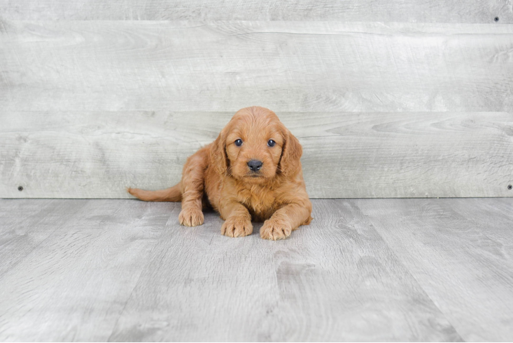 Funny Mini Goldendoodle Poodle Mix Pup