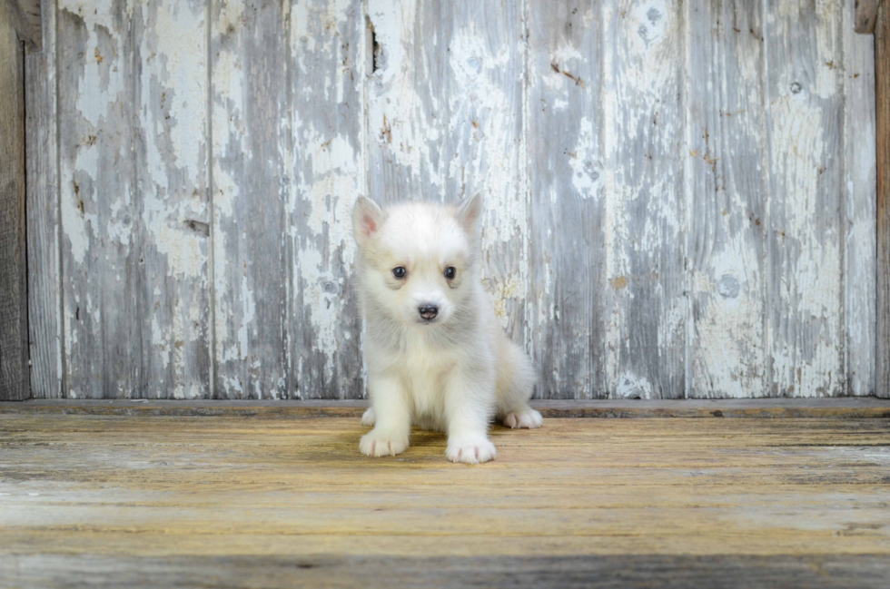 Best Pomsky Baby