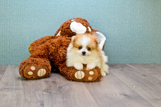 Funny Pomeranian Purebred Pup