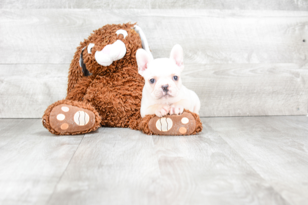 Playful French Bulldog Baby