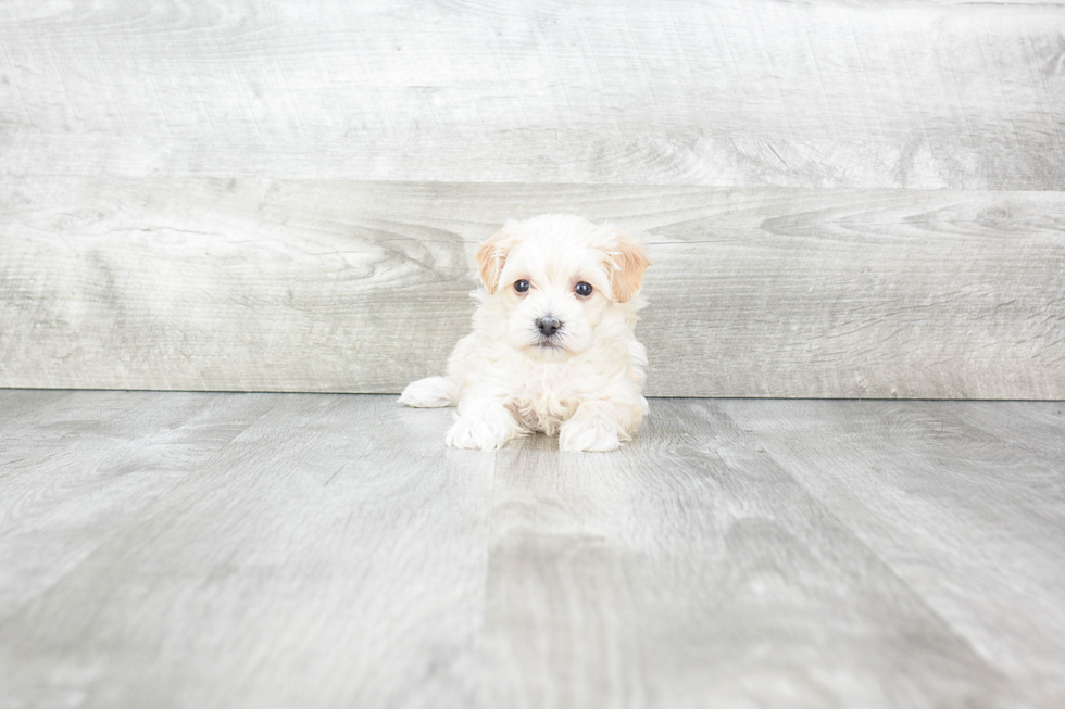 Energetic Maltepoo Poodle Mix Puppy