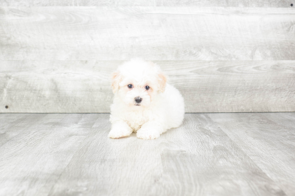 Havanese Puppy for Adoption