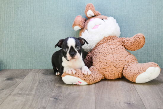 Best Boston Terrier Baby