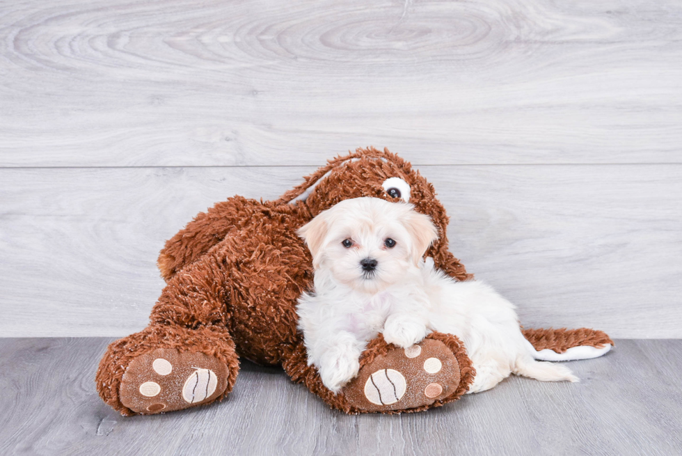 Playful Maltepoo Poodle Mix Puppy