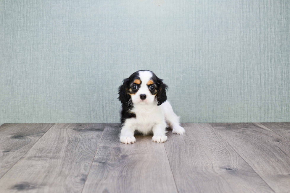 Adorable Cavalier King Charles Spaniel Purebred Puppy