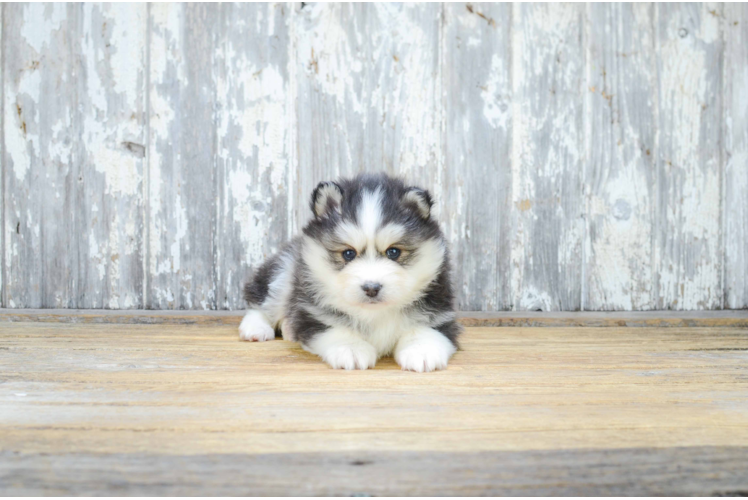 Best Pomsky Baby