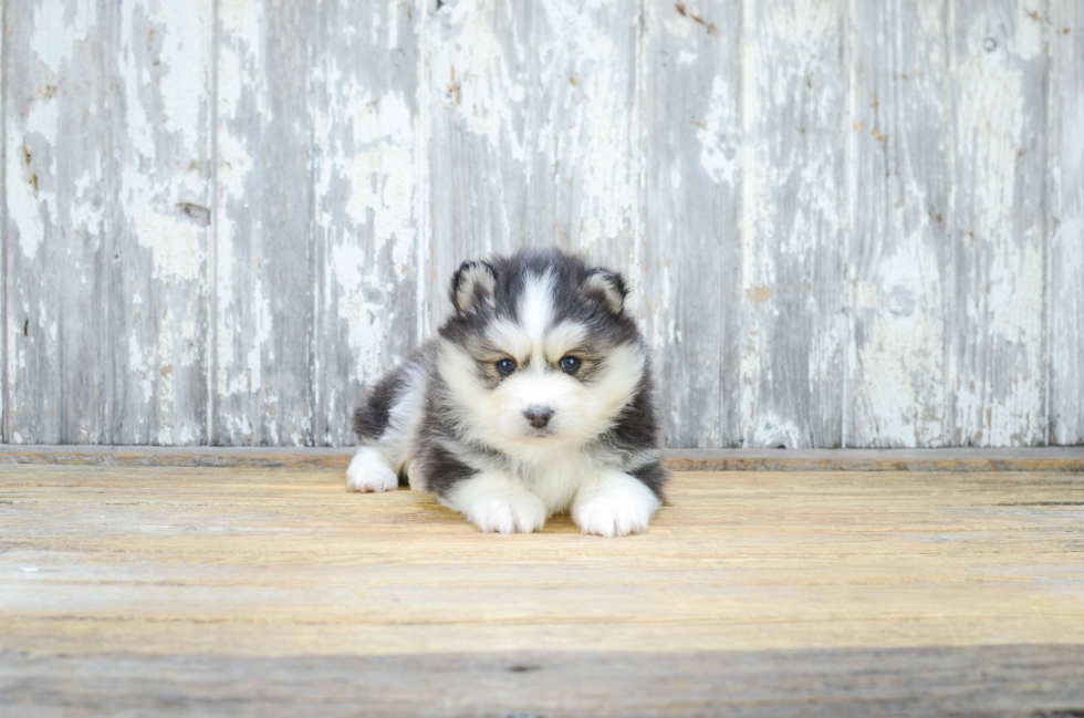 Best Pomsky Baby