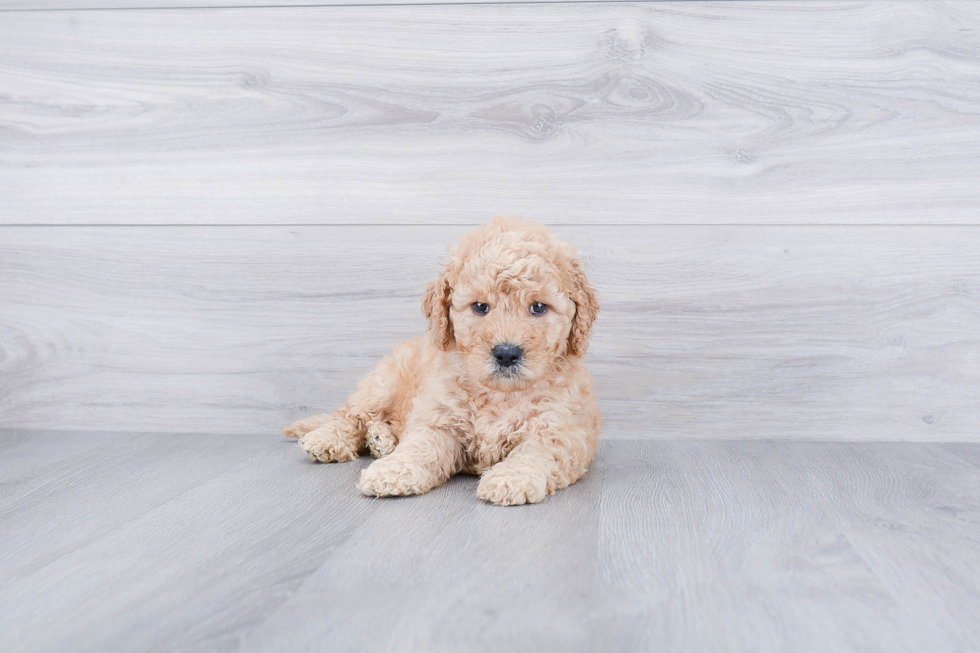 Petite Mini Goldendoodle Poodle Mix Pup