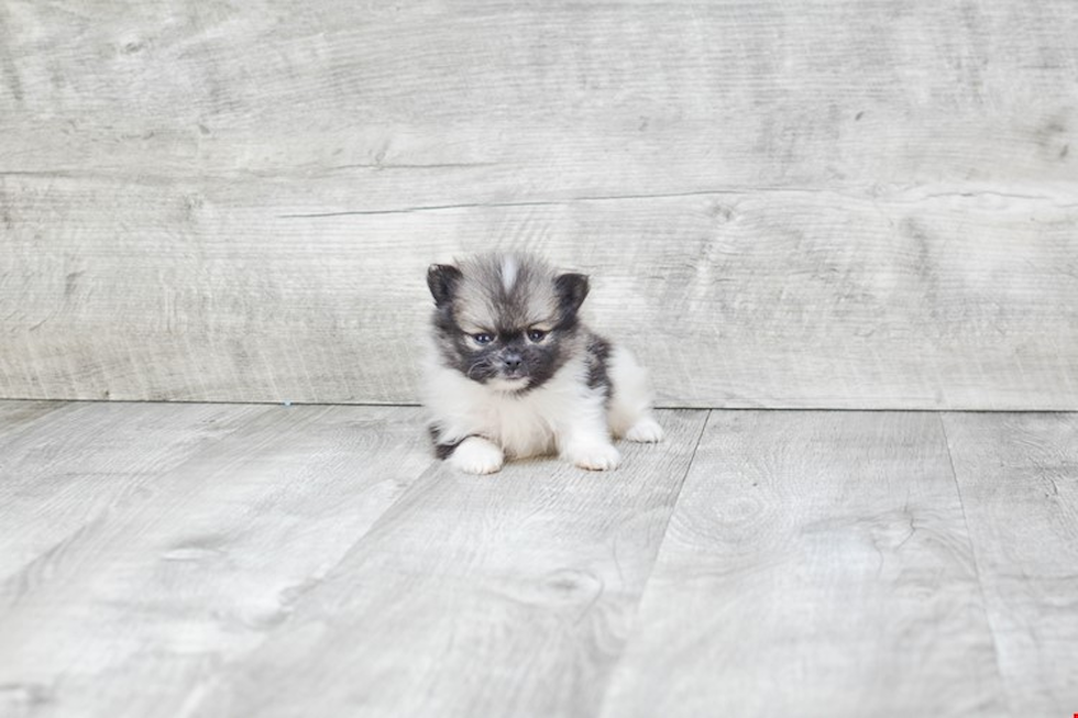 Popular Pomeranian Purebred Pup